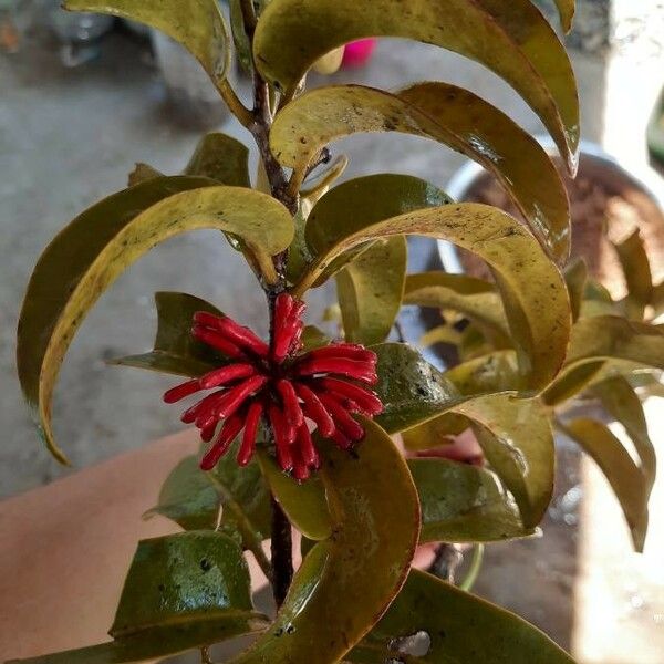 Scurrula parasitica Flower
