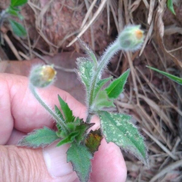 Tridax procumbens Leaf