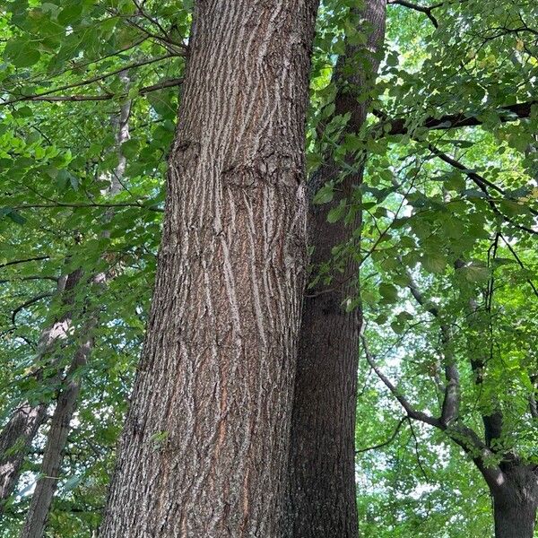 Tilia × europaea Bark