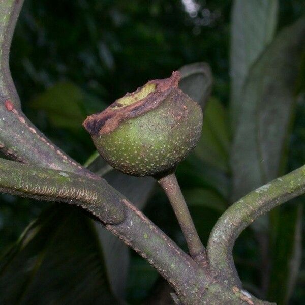 Bellucia grossularioides Frucht