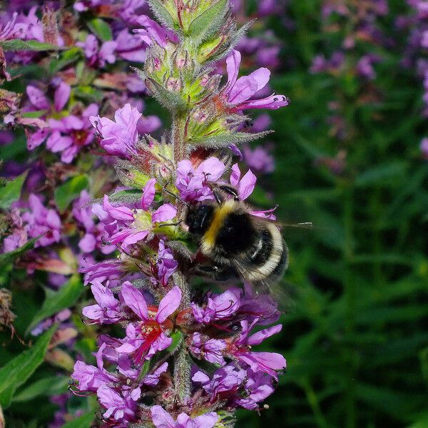 Lythrum salicaria Žiedas