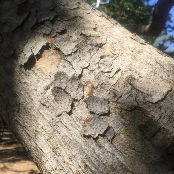 Ficus salicifolia Koor