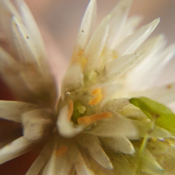 Alternanthera philoxeroides Flower