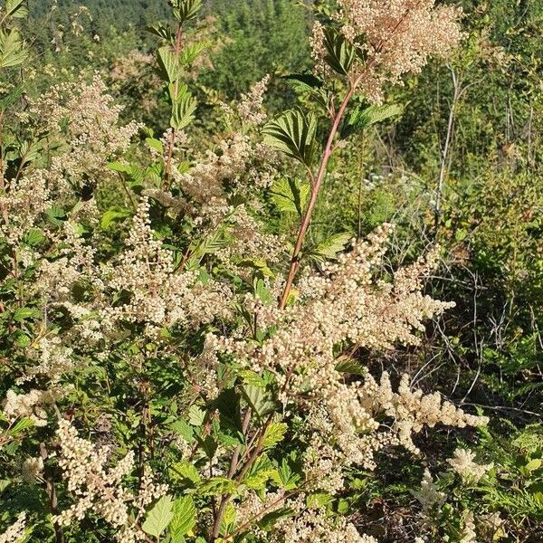 Holodiscus discolor Blüte