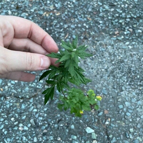 Artemisia vulgaris Folha