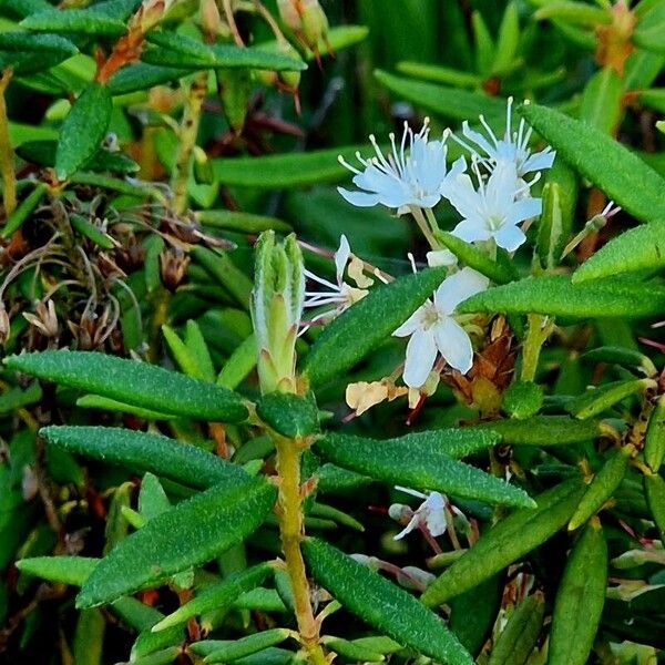 Rhododendron tomentosum Blad