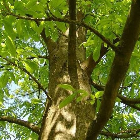 Carya cordiformis Habitus