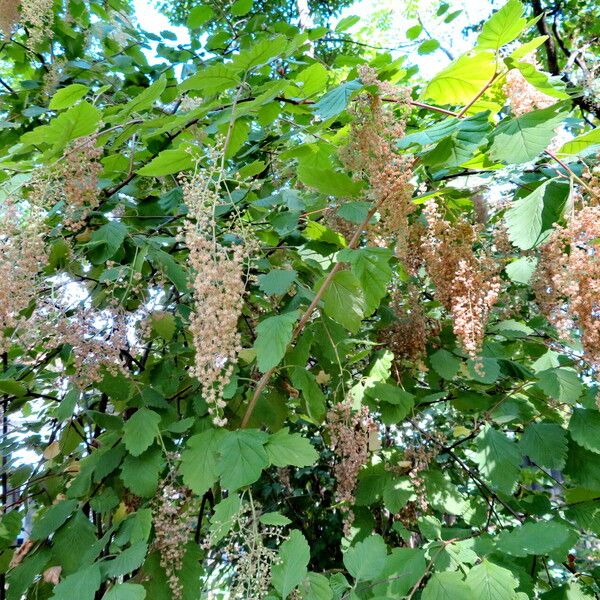 Holodiscus discolor Květ