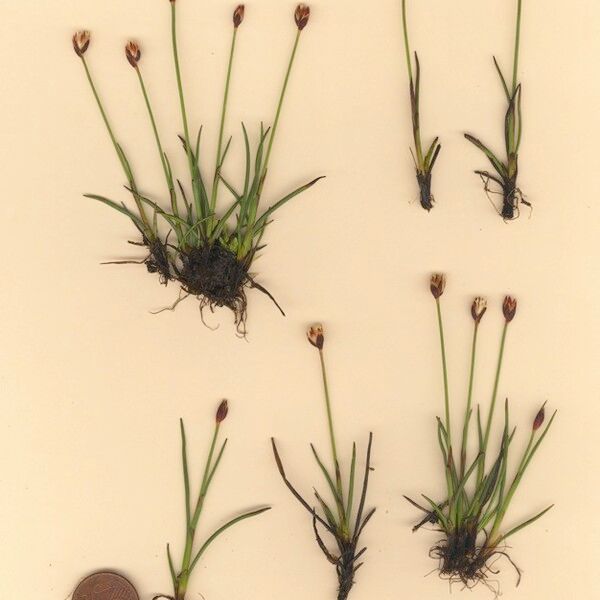 Juncus triglumis Natur