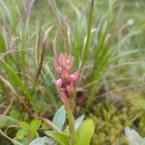 Satyrium nepalense Kukka