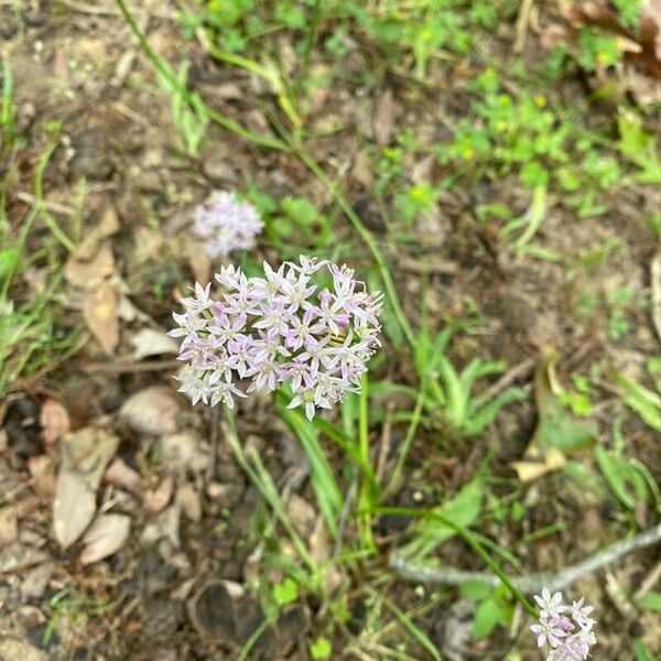 Allium canadense Květ