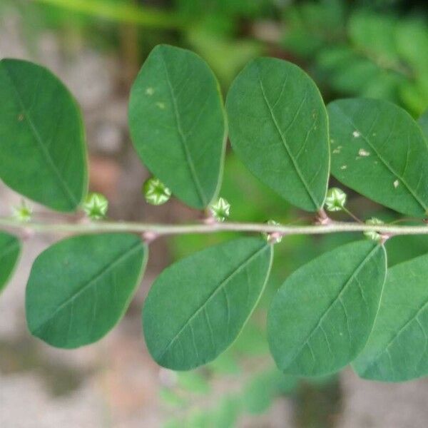 Phyllanthus tenellus Leaf