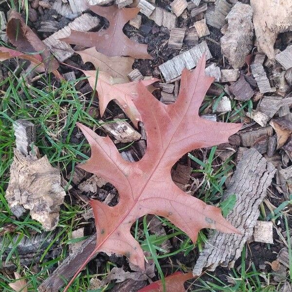 Quercus coccinea পাতা