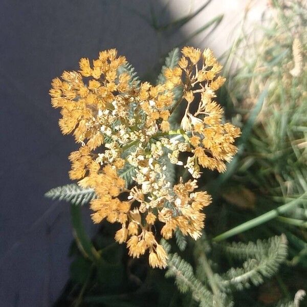 Achillea nobilis Fruit