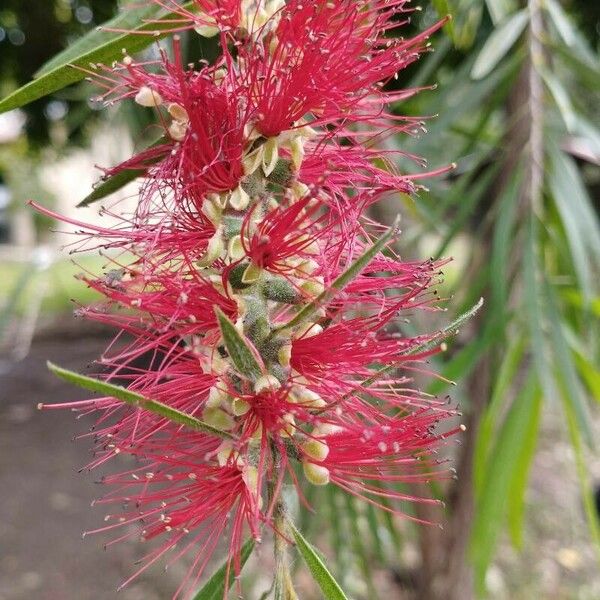 Callistemon viminalis Flower