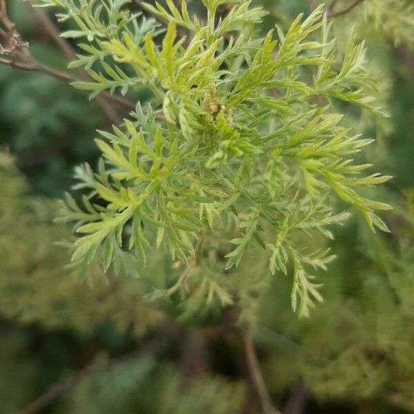 Artemisia annua Habitus