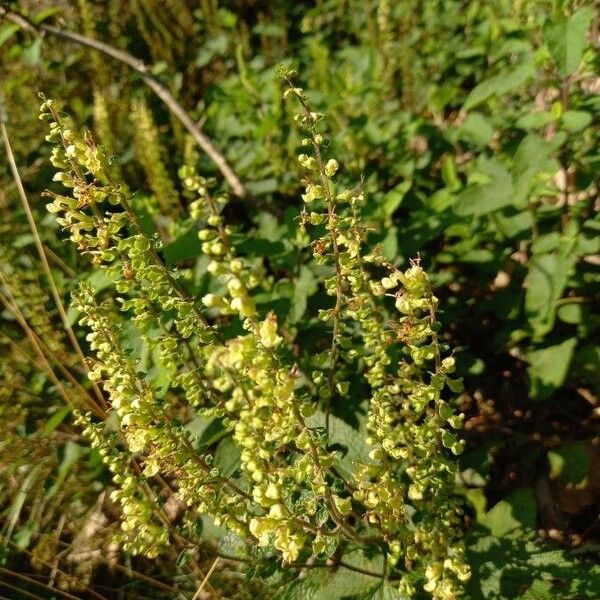 Teucrium scorodonia Цвят