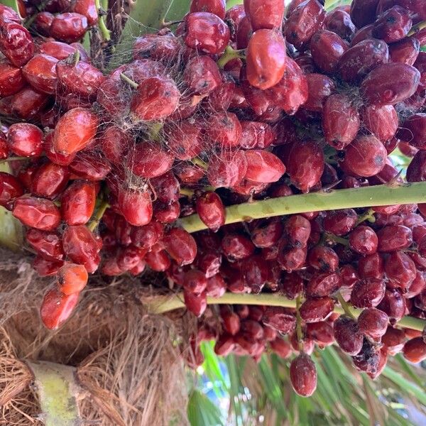 Chamaerops humilis Fruct