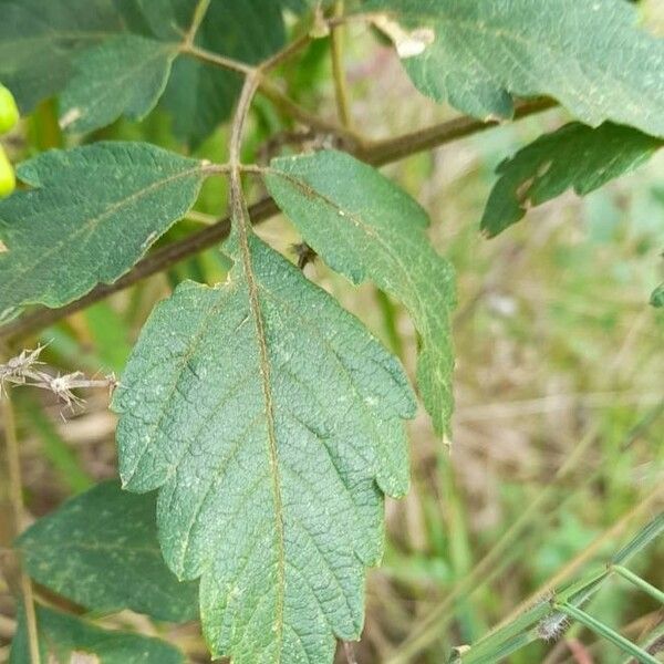 Cardiospermum grandiflorum 葉