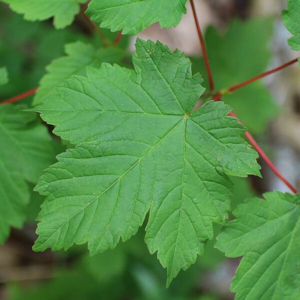 Acer pseudoplatanus Foglia