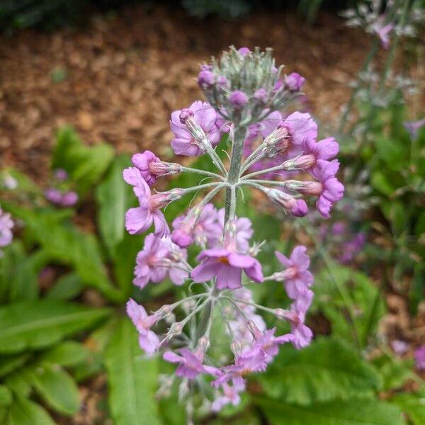 Primula bulleyana Flors