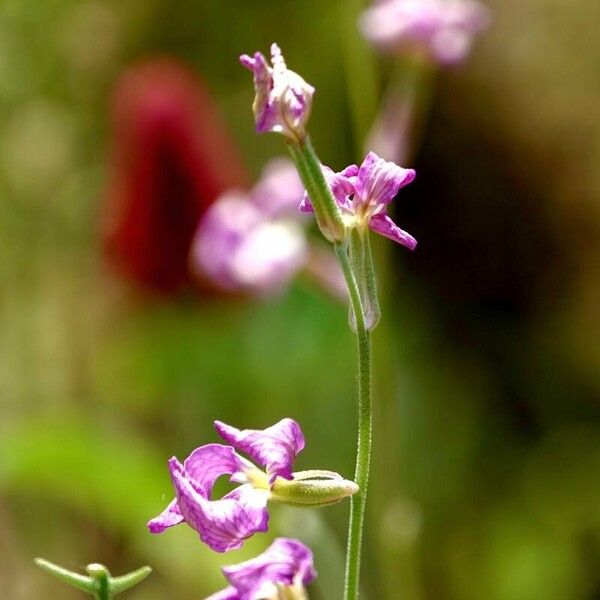 Matthiola longipetala Bloem