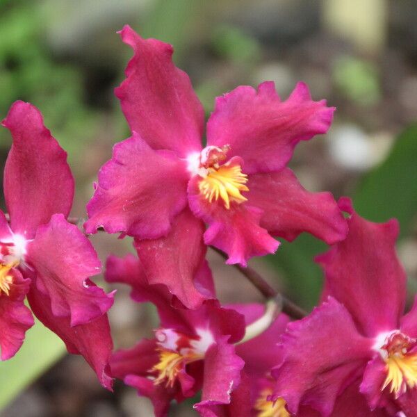 Epidendrum radicans Flor