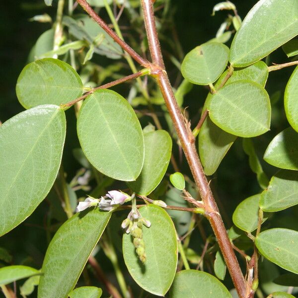 Grona adscendens Blomst