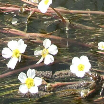 Ranunculus fluitans Cvet