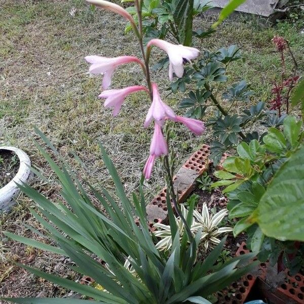 Watsonia borbonica 花