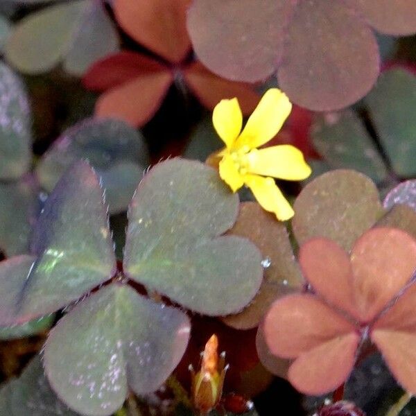 Oxalis corniculata Other