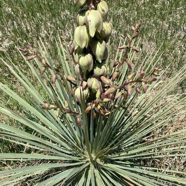 Yucca glauca ফুল
