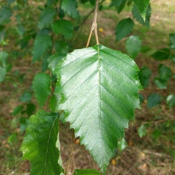 Betula nigra Lapas