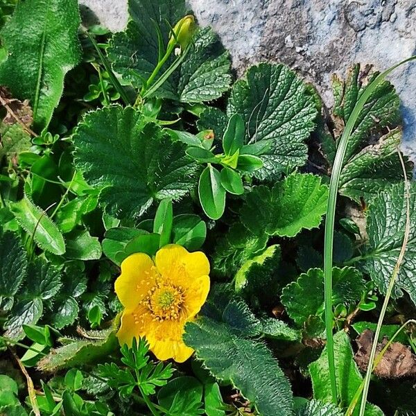 Geum montanum Flor