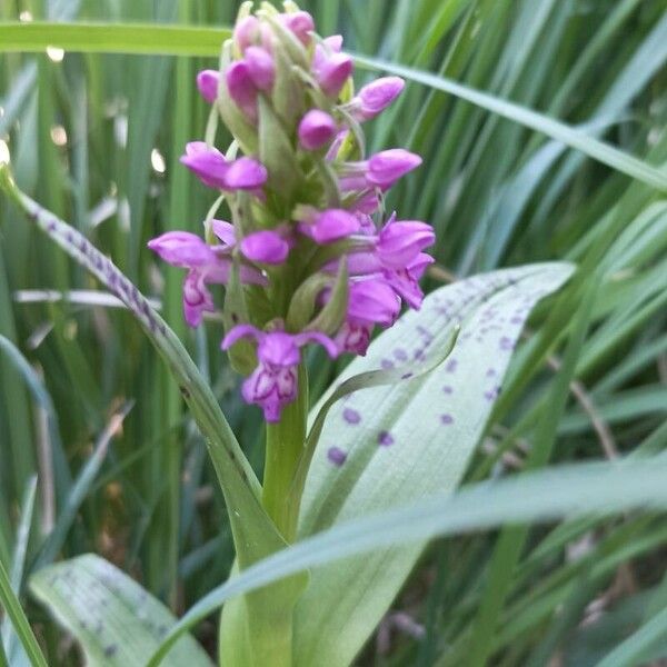 Dactylorhiza incarnata Blomst