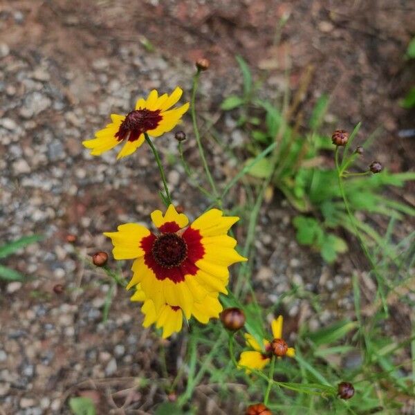 Coreopsis tinctoria Flower