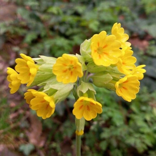 Primula veris Blomma