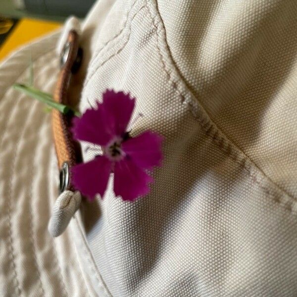 Dianthus scaber Flower