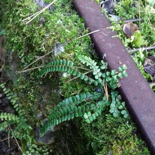 Asplenium trichomanes Habit