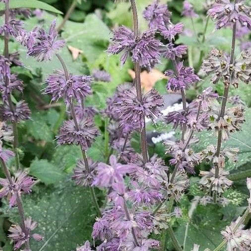 Salvia verticillata Kvet