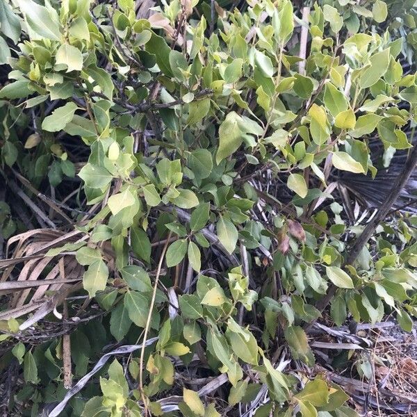 Rhamnus alaternus Hàbitat