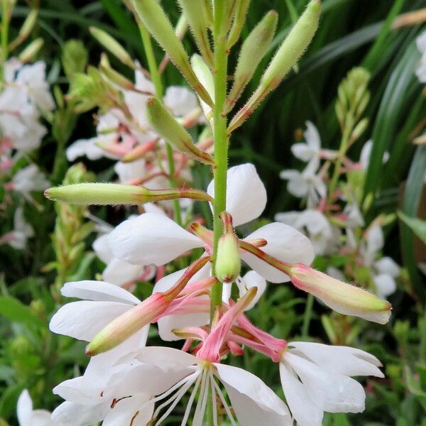 Oenothera lindheimeri फूल