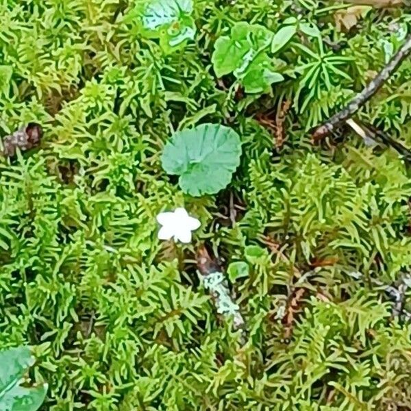 Dalibarda repens Blüte