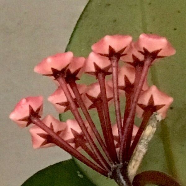 Hoya carnosa Flor