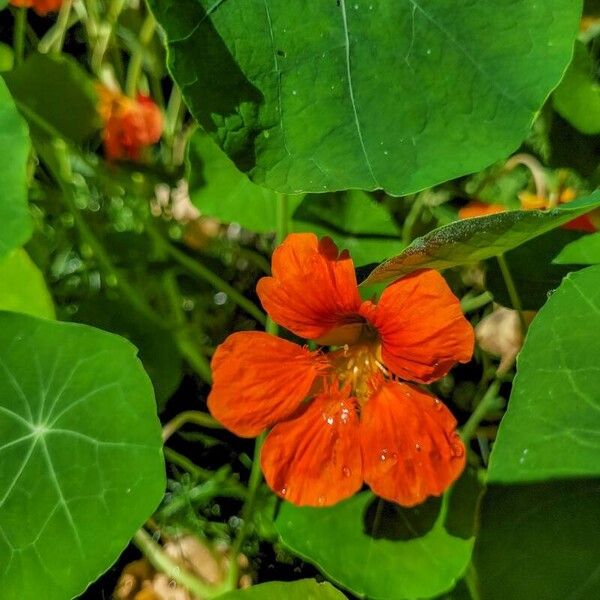 Tropaeolum minus Flower