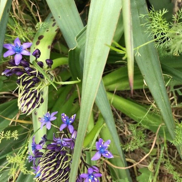 Scilla peruviana Лист