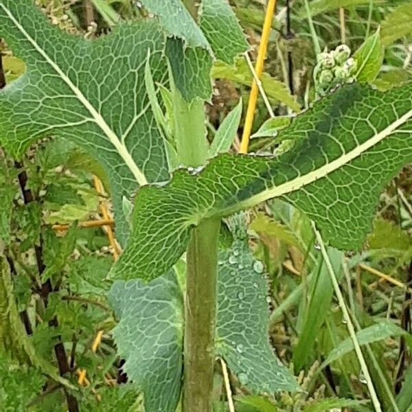 Lactuca serriola Листок