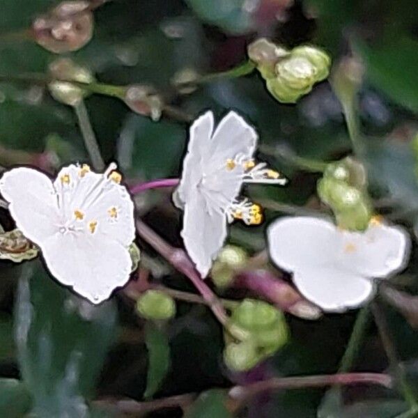 Gibasis geniculata Flower