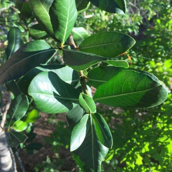 Garcinia livingstonei Leht