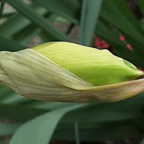 Narcissus jonquilla Floare